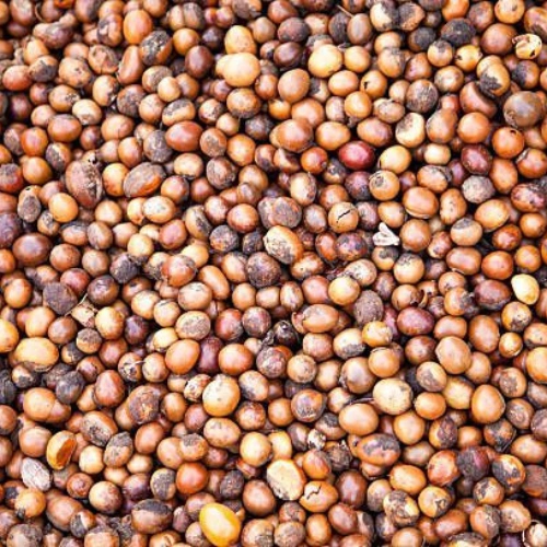 Shea Nuts